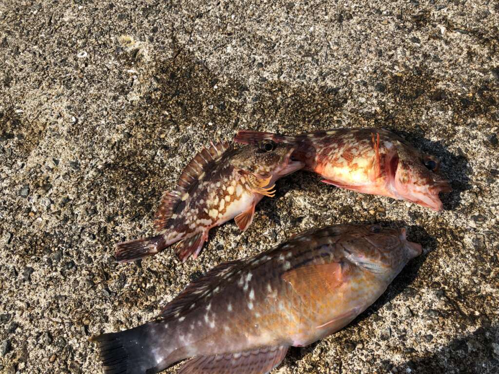 神戸空港 根魚が釣れるぞ リアルタイム フィッシングマックス 関西の釣果 大阪 神戸 和歌山の釣果情報