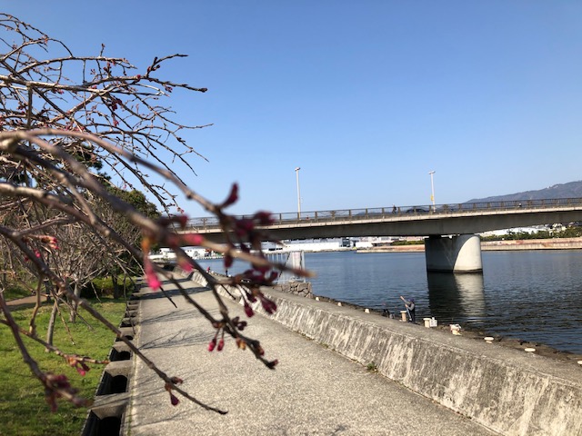 南芦屋浜本日南風です 桜の開花とチヌ爆釣は同じタイミングか フィッシングマックス 関西の釣果 大阪 神戸 和歌山の釣果情報