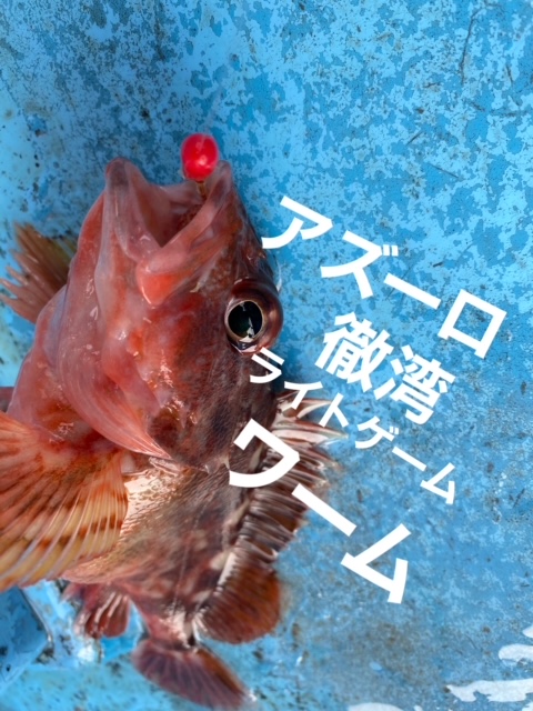 Staygoldでガシラ メバル釣り フィッシングマックス 関西の釣果 大阪 神戸 和歌山の釣果情報