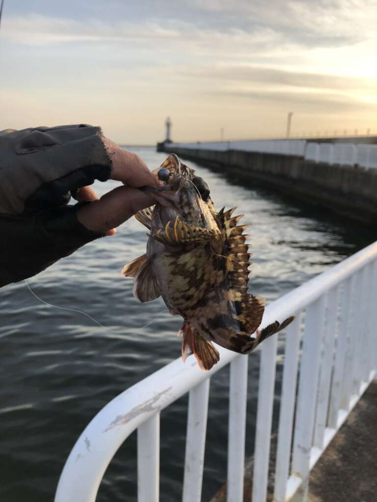 南港海つり園 釣果情報 アジ メバル ガシラ フィッシングマックス 関西の釣果 大阪 神戸 和歌山の釣果情報