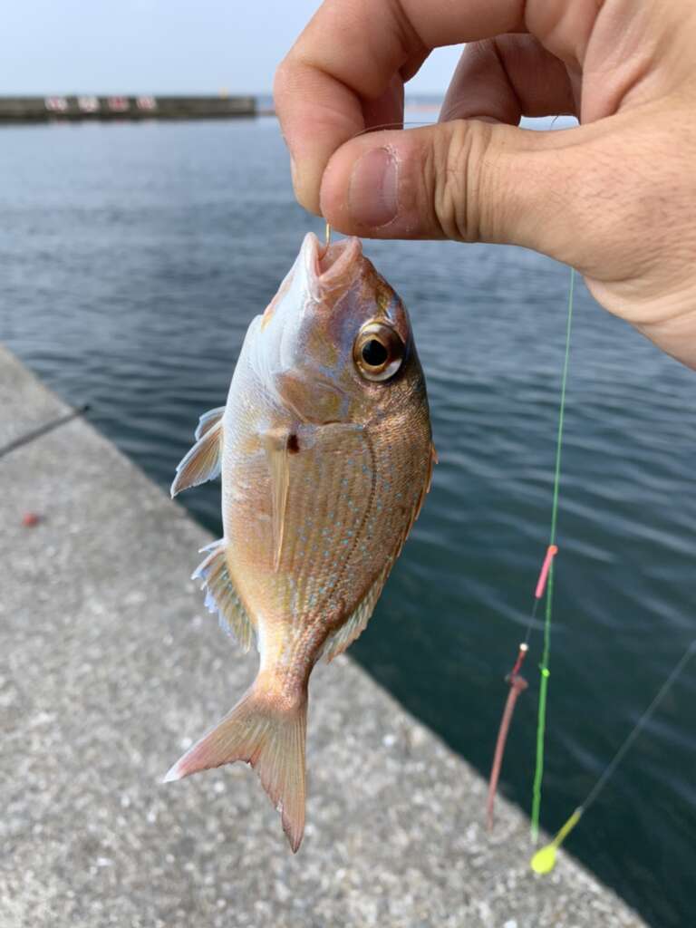 須磨海岸 サビキ釣り 投げ釣りで ｒｔ フィッシングマックス 関西の釣果 大阪 神戸 和歌山の釣果情報