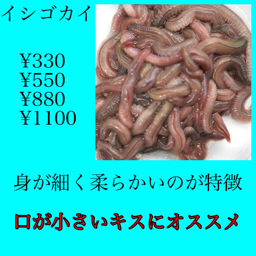 アジにキス 今日は忠岡 ランチリアル フィッシングマックス 関西の釣果 大阪 神戸 和歌山の釣果情報