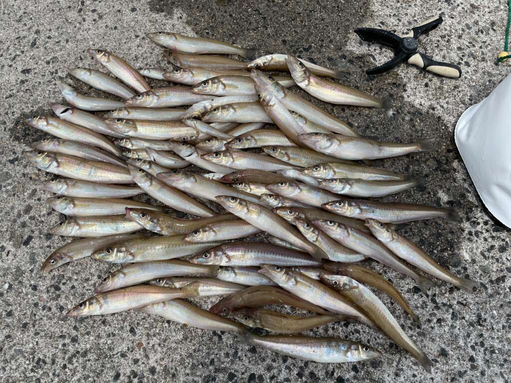 淡路島 須磨海岸 でキス釣りを フィッシングマックス 関西の釣果 大阪 神戸 和歌山の釣果情報