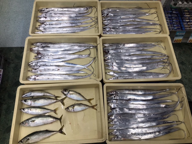 和歌山釣果 マリーナシティ ウキ釣りで太刀魚４９匹の釣果 フィッシングマックス 関西の釣果 大阪 神戸 和歌山の釣果情報