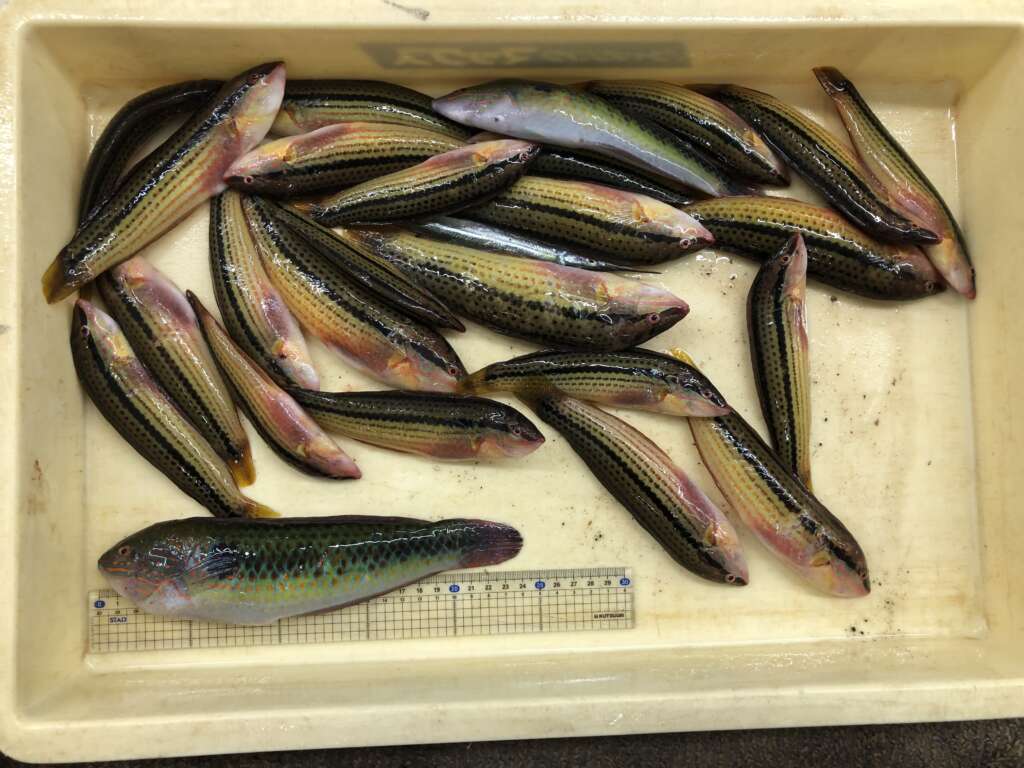 ベラが大漁 美味しい魚です フィッシングマックス 関西の釣果 大阪 神戸 和歌山の釣果情報