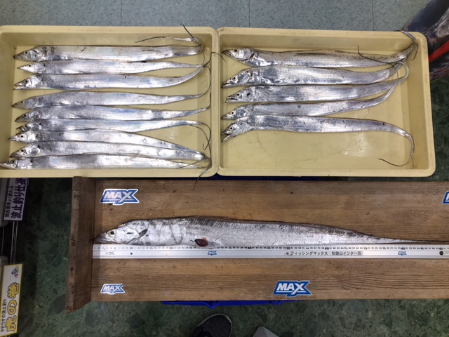 和歌山釣果 水軒 太刀魚１５匹の釣果お持ち込みです フィッシングマックス 関西の釣果 大阪 神戸 和歌山の釣果情報