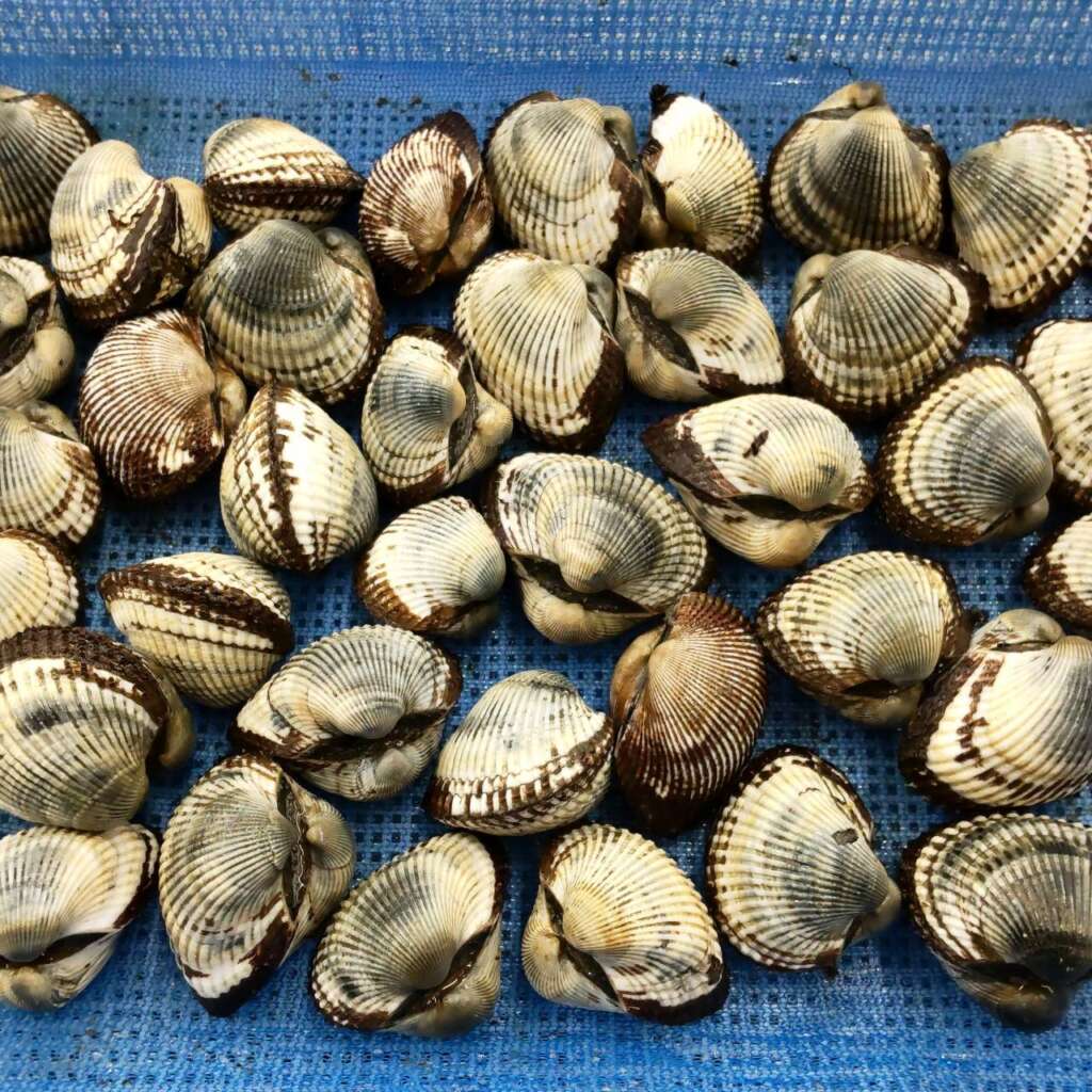 サルボ貝が入荷致しました！ | フィッシングマックス 関西の釣果|大阪・神戸・和歌山の釣果情報
