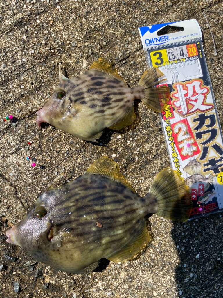 須磨海岸 ちょい投げカワハギ シーズン開幕 フィッシングマックス 関西の釣果 大阪 神戸 和歌山の釣果情報