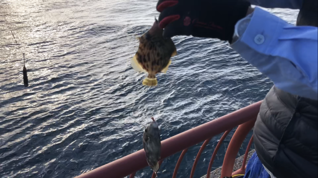 超リアル 平磯海釣り公園 投げ釣り ちょい投げ フィッシングマックス 関西の釣果 大阪 神戸 和歌山の釣果情報