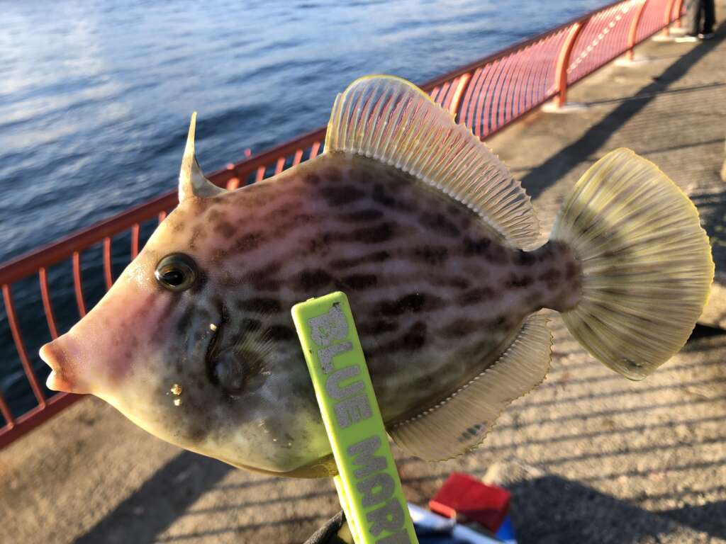 カワハギ 魚種 フィッシングマックス 関西の釣果 大阪 神戸 和歌山の釣果情報