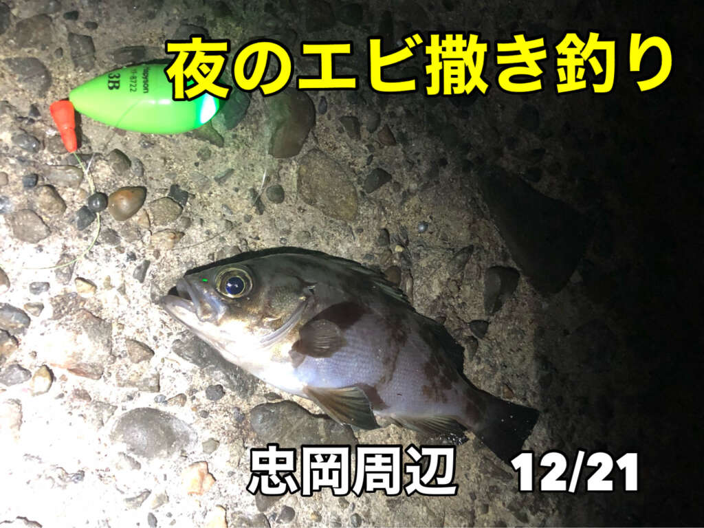 夜のエビ撒き釣りでメバル フィッシングマックス 関西の釣果 大阪 神戸 和歌山の釣果情報