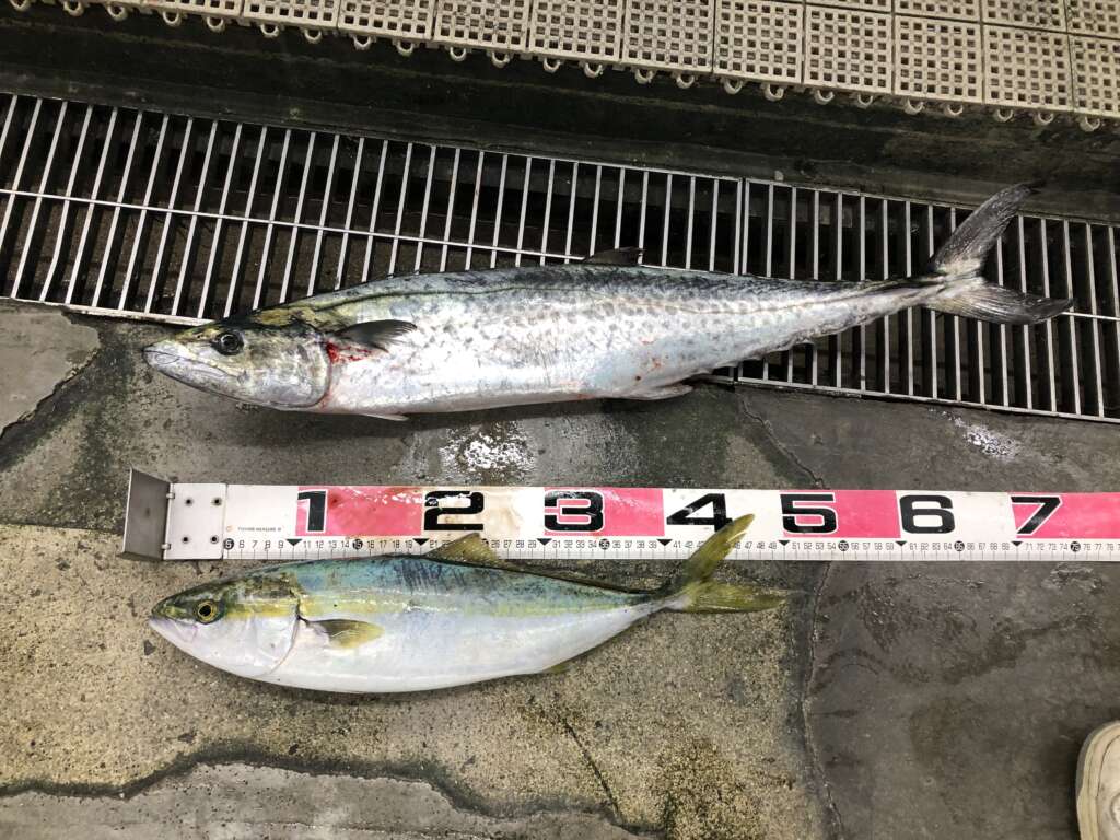 貝塚でサワラにハマチ フィッシングマックス 関西の釣果 大阪 神戸 和歌山の釣果情報