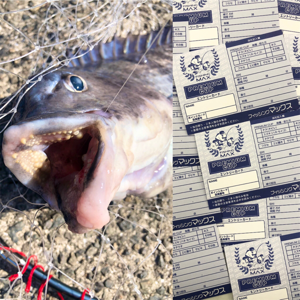 チヌ シーバス釣果下さい フィッシングマックス 関西の釣果 大阪 神戸 和歌山の釣果情報