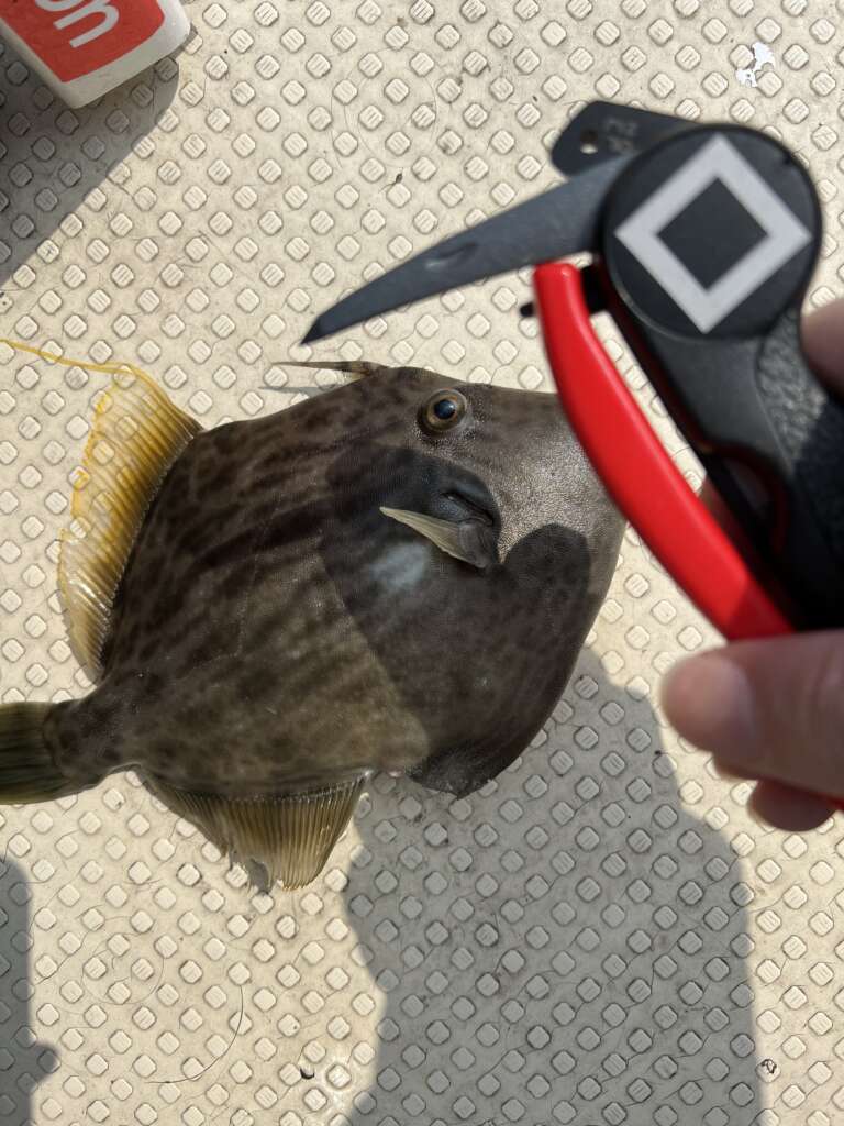 まだまだ肝パン 沼島 カワハギ釣り フィッシングマックス 関西の釣果 大阪 神戸 和歌山の釣果情報