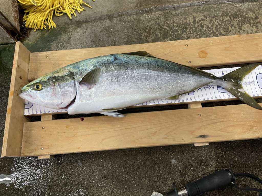 貝塚人工島 メジロのお持ち込み釣果 フィッシングマックス 関西の釣果 大阪 神戸 和歌山の釣果情報