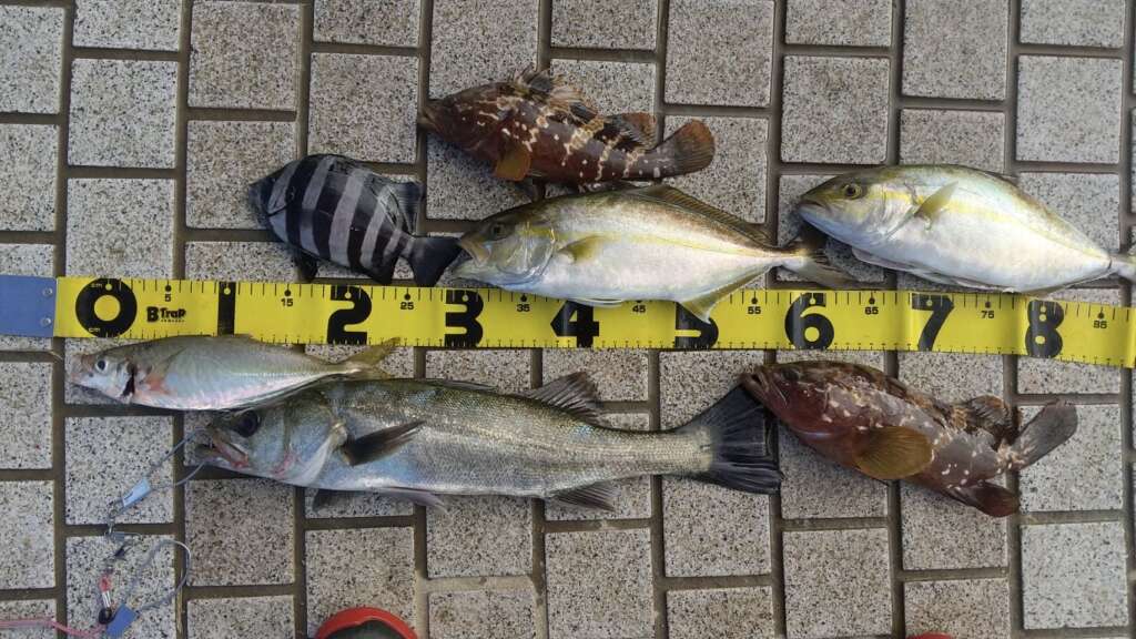 カンパチ シオ 魚種 フィッシングマックス 関西の釣果 大阪 神戸 和歌山の釣果情報