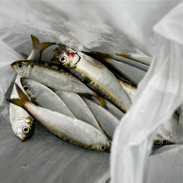 超リアル！ママカリ釣れてます♪ 鳴尾浜海釣り広場 | フィッシングマックス 関西の釣果|大阪・神戸・和歌山の釣果情報